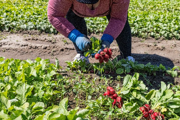 Sklizeň tuzemské zeleniny z letošní sezóny se rozjíždí
